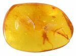 Fossil Fungus Gnat In Baltic Amber #45163-3